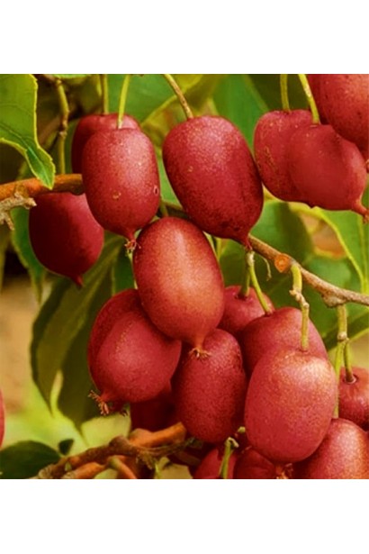 Актинідія Кенс Ред міні-ківі